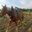 Vignobles d'Agly