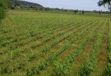 Domaine Jolly Ferriol