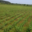 Domaine Jolly Ferriol