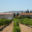 Mas Castello - Domaine Cachau Dubournais
