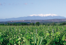 Mas Castello - Domaine Cachau Dubournais