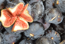 Les jardins du Pilo. François Fabre. Figues Bio