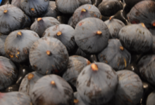 Les jardins du Pilo. François Fabre. Figues Bio
