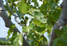 Les jardins du Pilo. François Fabre. Figues Bio