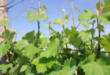 Domaine Gardies