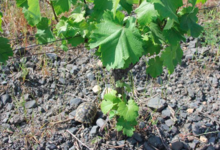 Domaine Gardies