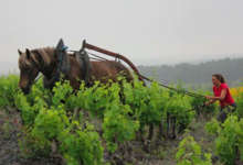 Domaine Gardies