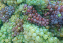 Domaine Gardies