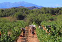 Domaine Gardies