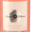 Arnaud de Villeneuve, Fine en bulles rosé