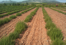 Domaine pédagogique, EPLEFPA