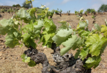 Domaine de la Balmiere