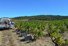 Domaine de l'immortelle