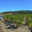 Domaine de l'immortelle