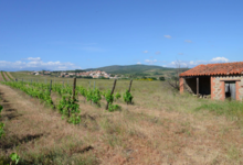 Domaine de l'immortelle