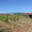 Domaine de l'immortelle