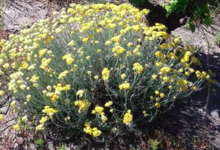 Domaine de l'immortelle