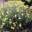 Domaine de l'immortelle