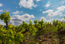 Domaine de l'immortelle