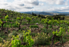 Domaine de l'immortelle