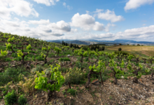 Domaine de l'immortelle
