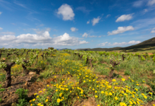 Domaine de l'immortelle