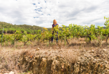 Domaine de l'immortelle