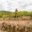 Domaine de l'immortelle