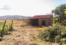 Domaine de l'immortelle