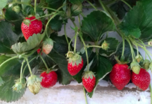 fraises