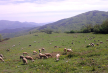 La Cazette