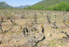 Domaine du grand arc