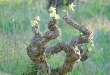Domaine du grand arc