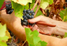 Domaine du grand arc