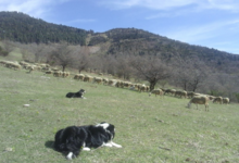 La Cazette