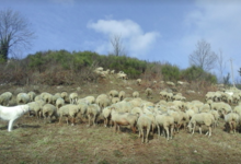 La Cazette