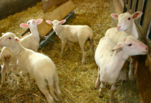 Fromagerie La Pastoure