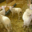 Fromagerie La Pastoure