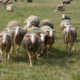 Fromagerie La Pastoure, viande d'agneau