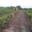 Domaine Merende
