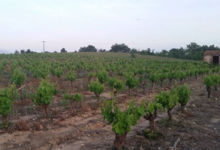 Domaine Merende
