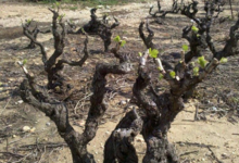 Domaine Merende