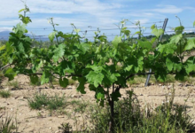 Domaine Merende
