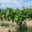 Domaine Merende