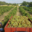 Domaine Merende