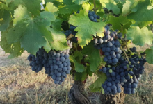 Domaine Merende