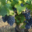 Domaine Merende