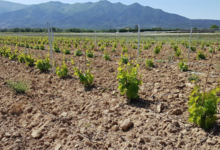 Domaine Merende