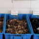 EARL Le Mas D'argent, moules