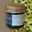 Cardamome